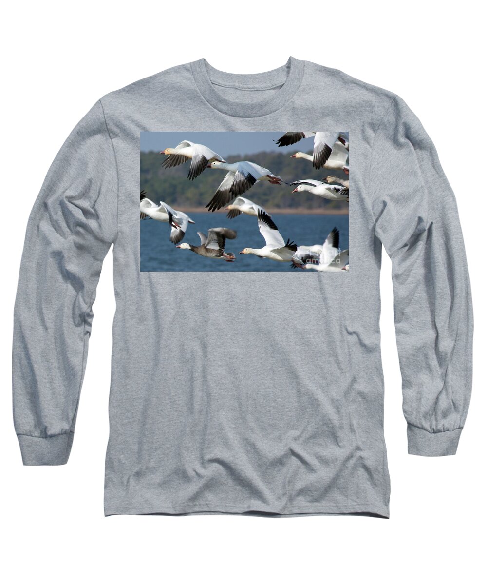 Snow Geese Long Sleeve T-Shirt featuring the photograph Soaring on the Wing by Karen Jorstad