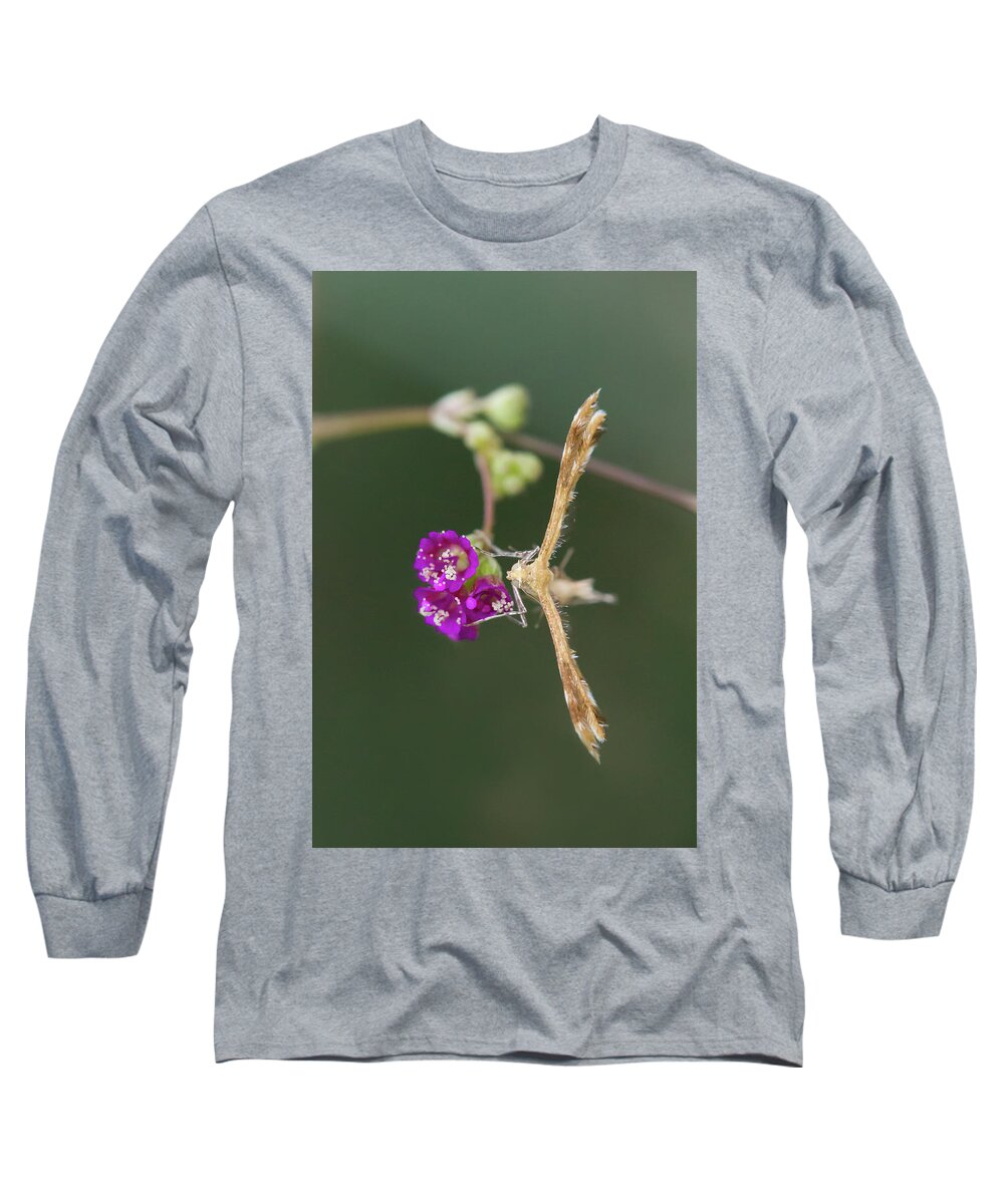 Moth Long Sleeve T-Shirt featuring the photograph Spiderling Plume Moth on Wineflower by Paul Rebmann