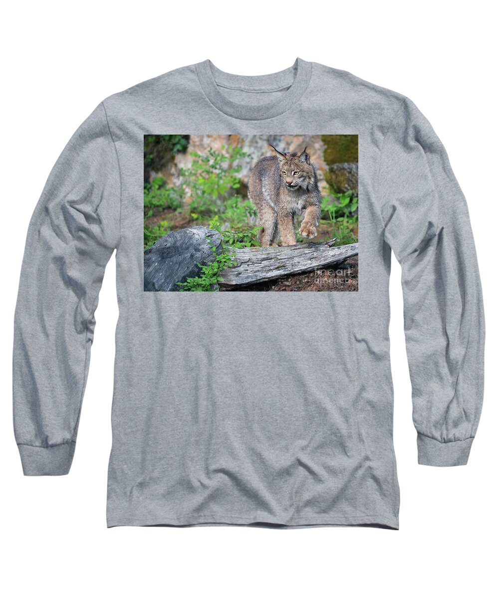 Canada Lynx Long Sleeve T-Shirt featuring the photograph Stepping Out by Art Cole