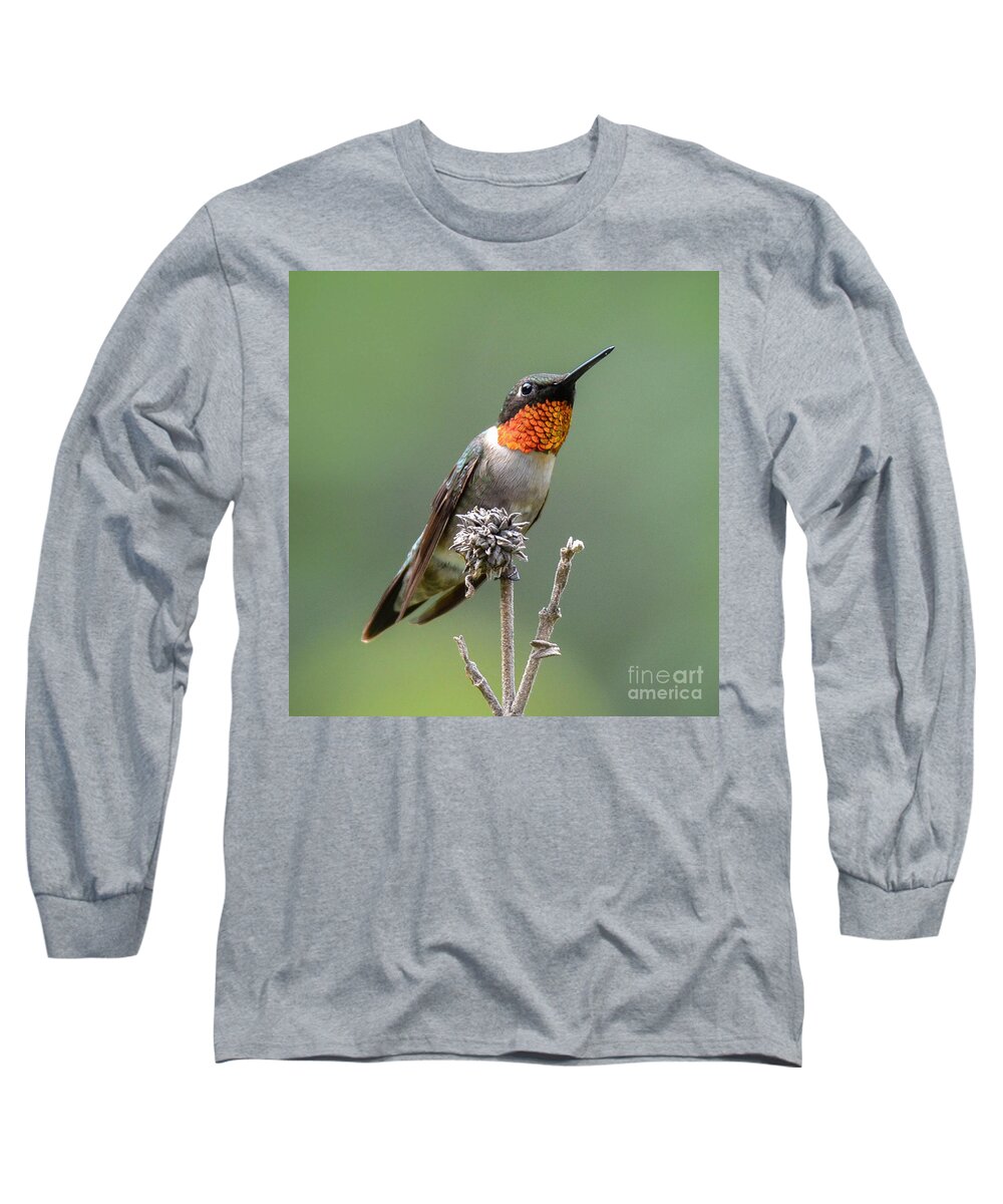 Hummingbird Long Sleeve T-Shirt featuring the photograph The Perfect Lookout by Amy Porter