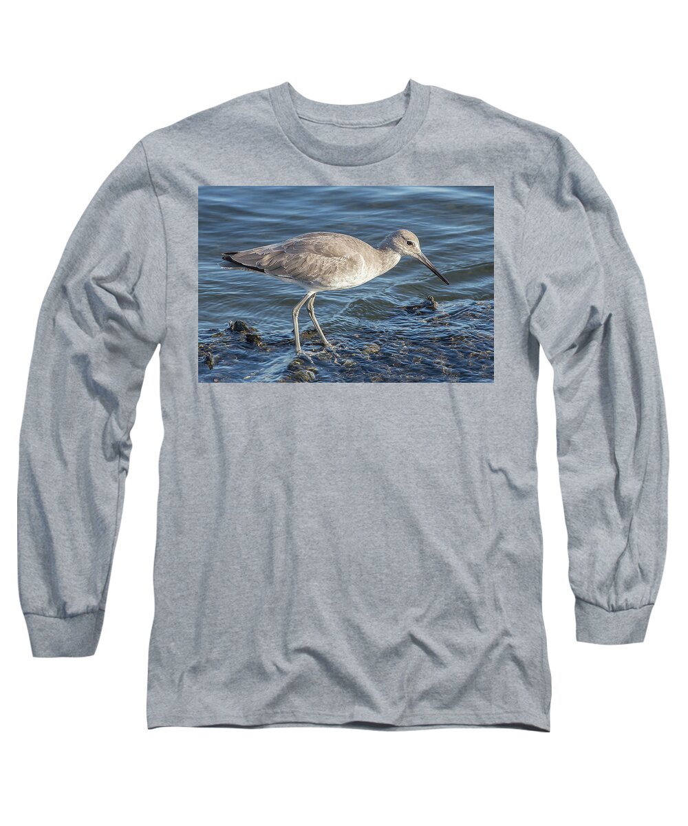 Bird Key Park Long Sleeve T-Shirt featuring the photograph Willet in Winter Plumage by Richard Goldman