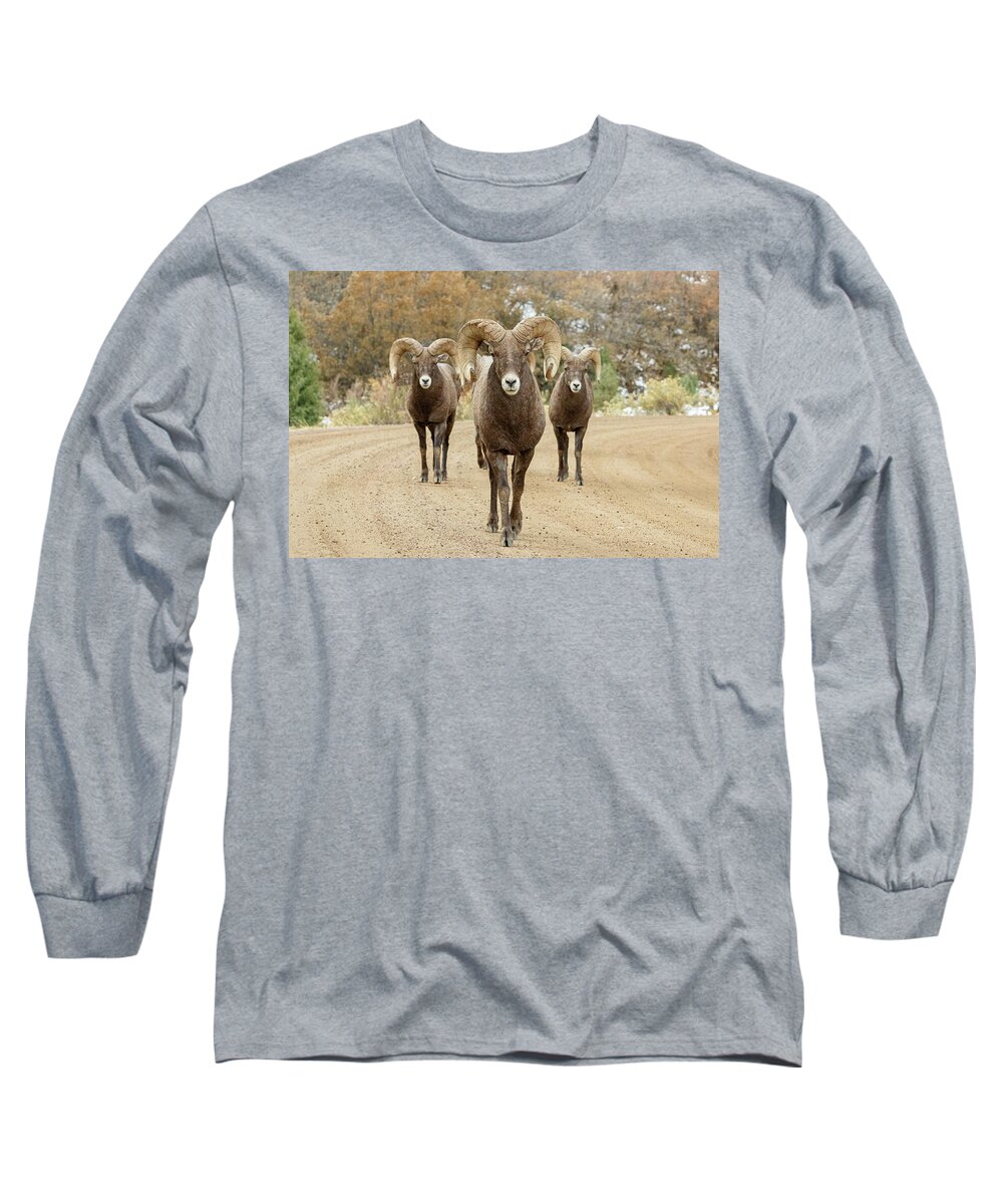 Bighorn Sheep Long Sleeve T-Shirt featuring the photograph Bighorn Rams Head On by Tony Hake