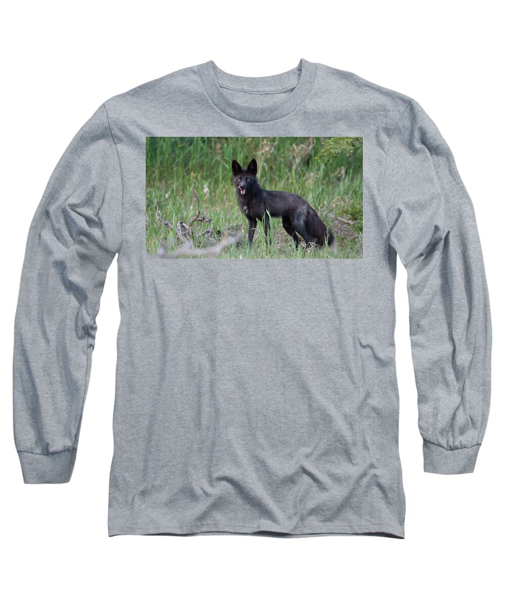 Black Long Sleeve T-Shirt featuring the photograph Black Fox Vixen by Patrick Nowotny