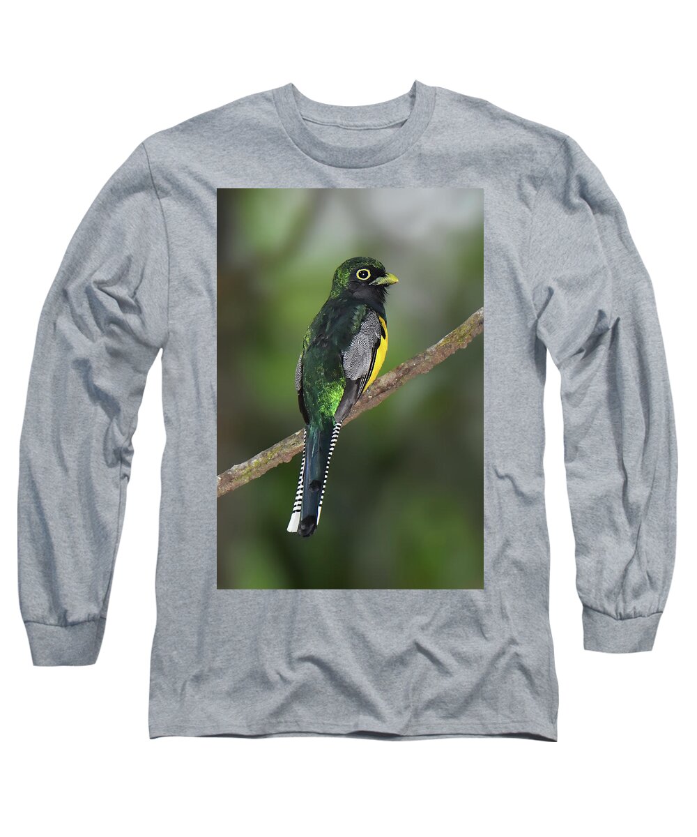 Neotropical Bird Long Sleeve T-Shirt featuring the photograph Gartered Trogan by Alan Lenk