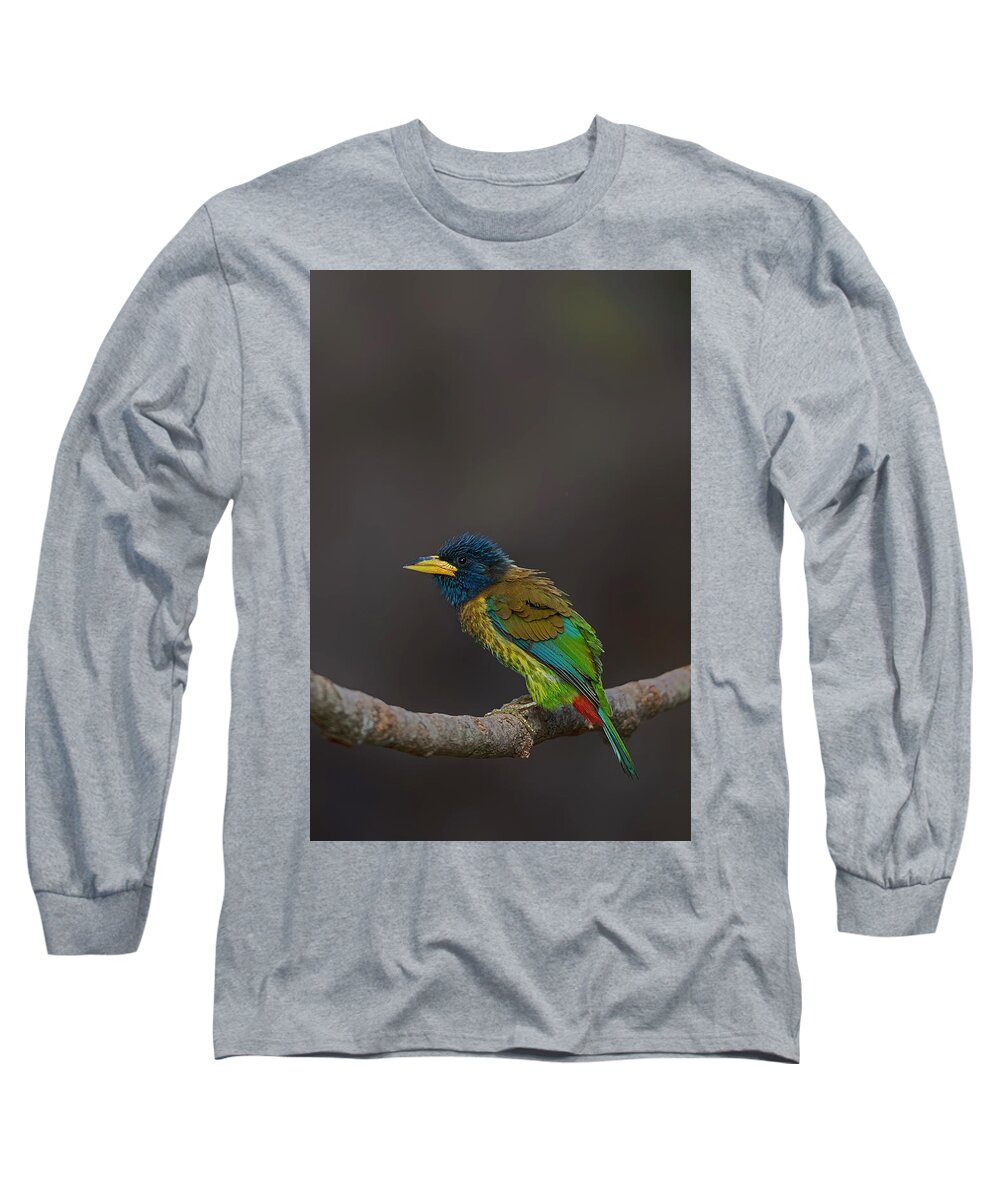 Bird Images For Print Long Sleeve T-Shirt featuring the photograph Great barbet by Uma Ganesh