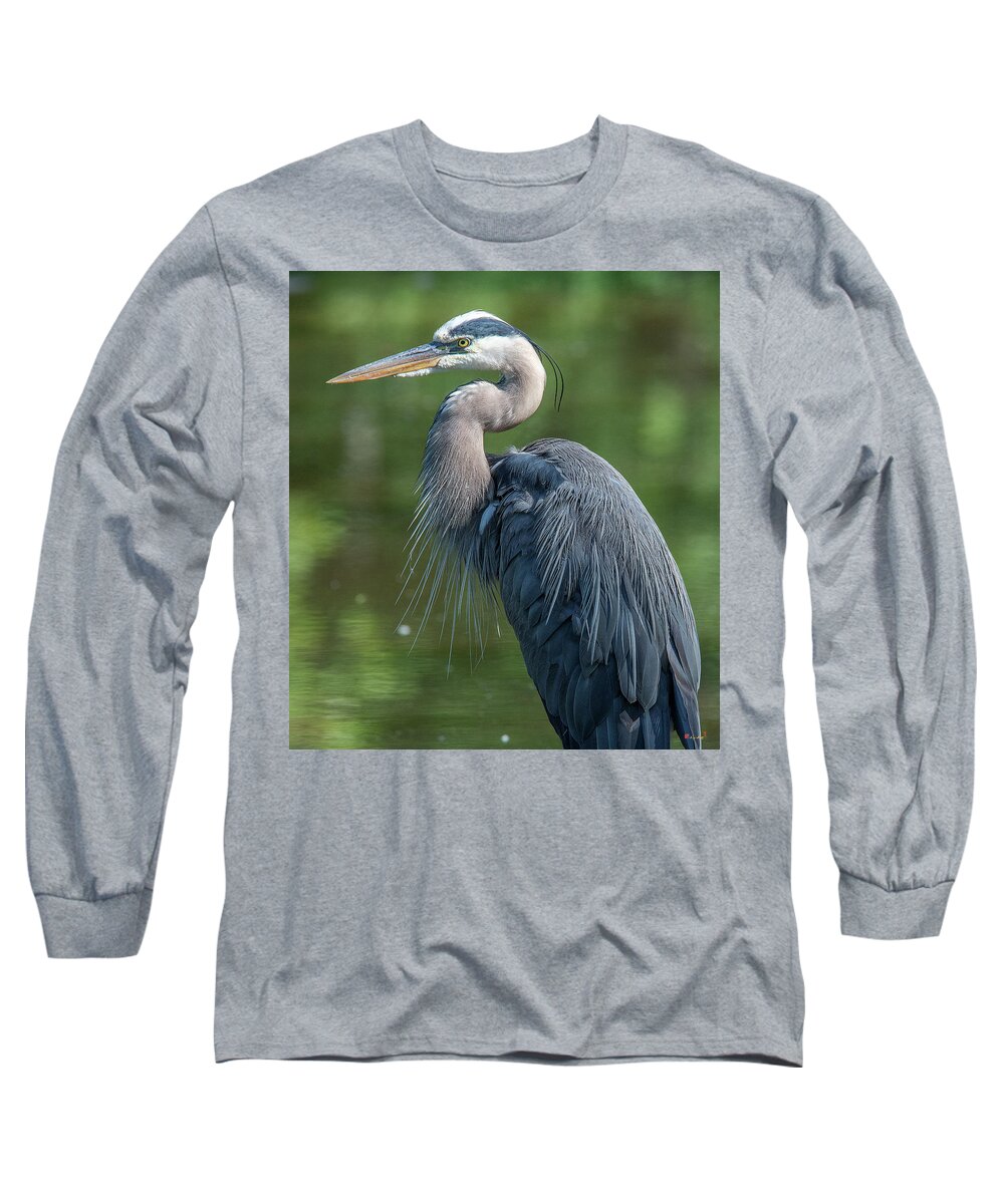 Nature Long Sleeve T-Shirt featuring the photograph Great Blue Heron after Preening DMSB0157 by Gerry Gantt