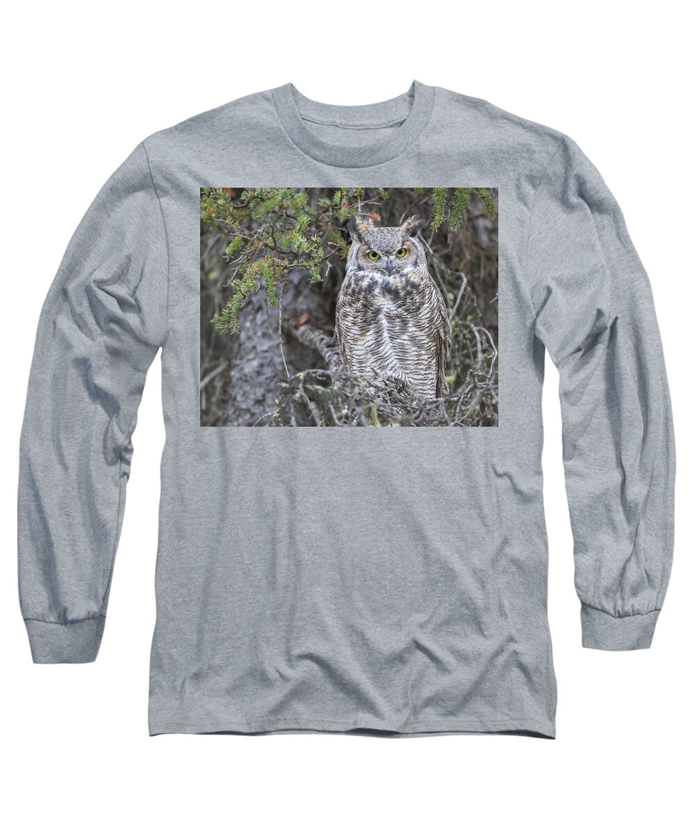 Sam Amato Photography Long Sleeve T-Shirt featuring the photograph Great Horned Owl Denali Park by Sam Amato