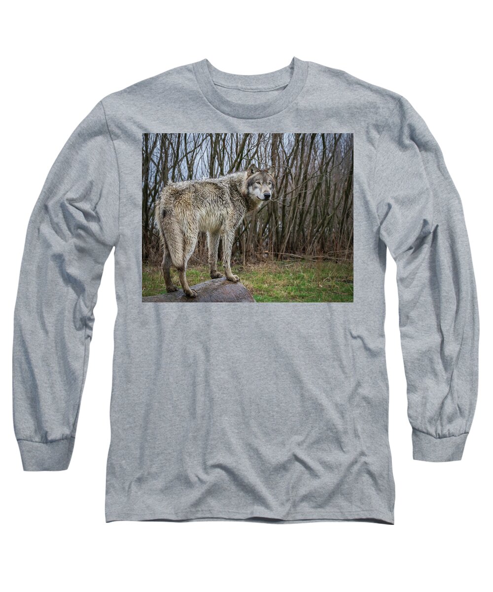 Wolves Wolf Long Sleeve T-Shirt featuring the photograph Hangin' Out by Laura Hedien