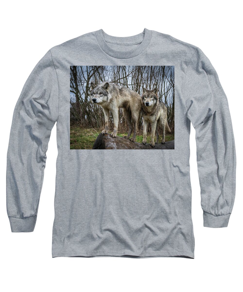 Wolves Wolf Long Sleeve T-Shirt featuring the photograph Still Watching by Laura Hedien