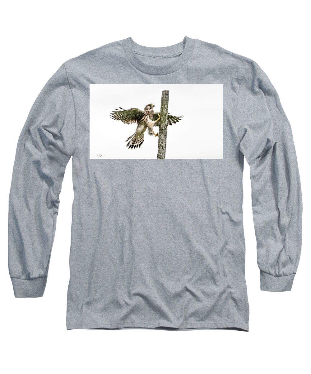 Kestrel Long Sleeve T-Shirt featuring the photograph The young Kestrel climbing on a wooden fence pole by Torbjorn Swenelius