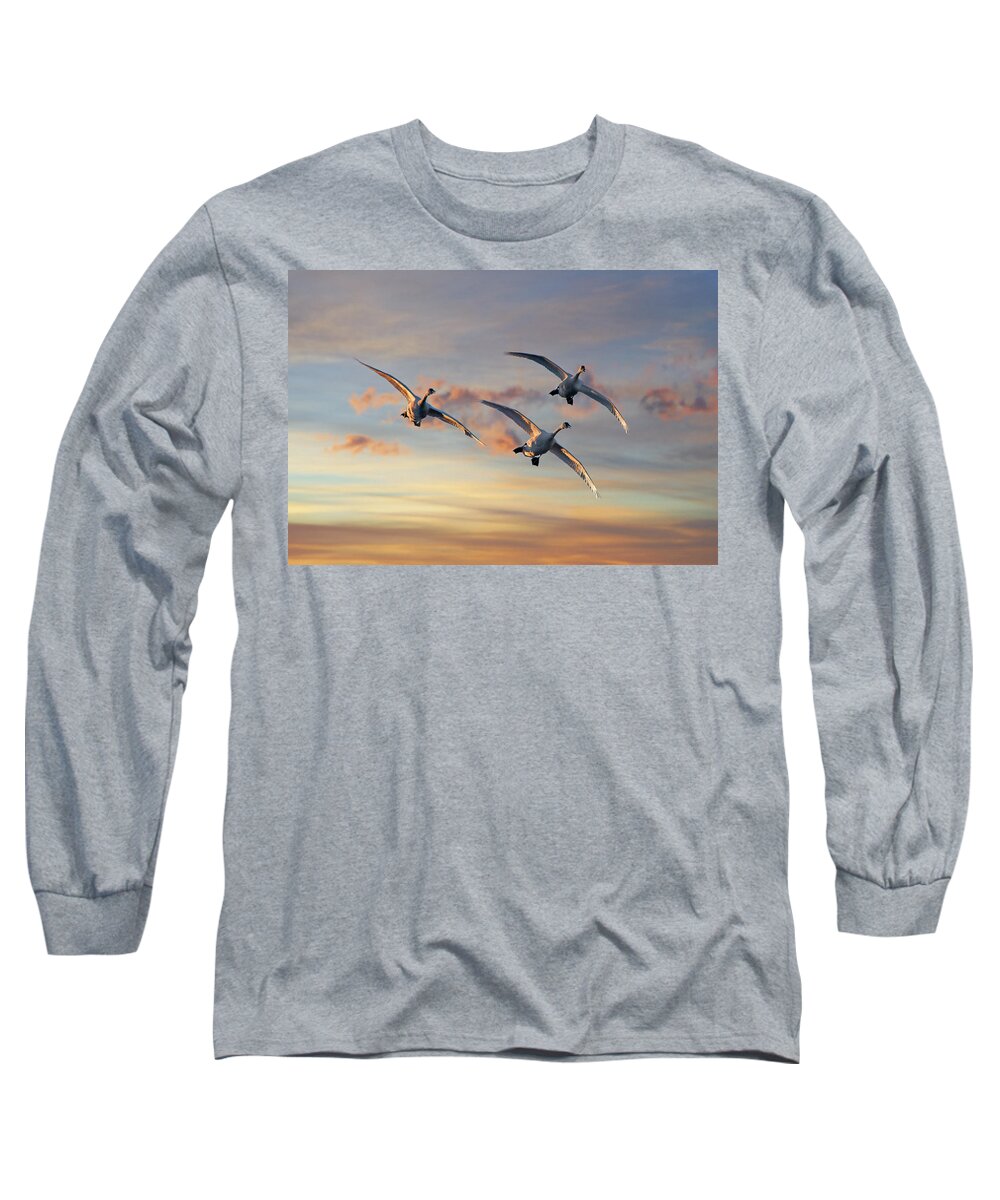 00557674 Long Sleeve T-Shirt featuring the photograph Trumpeter Swan Trio Flying, Magness Lake, Arkansas by Tim Fitzharris
