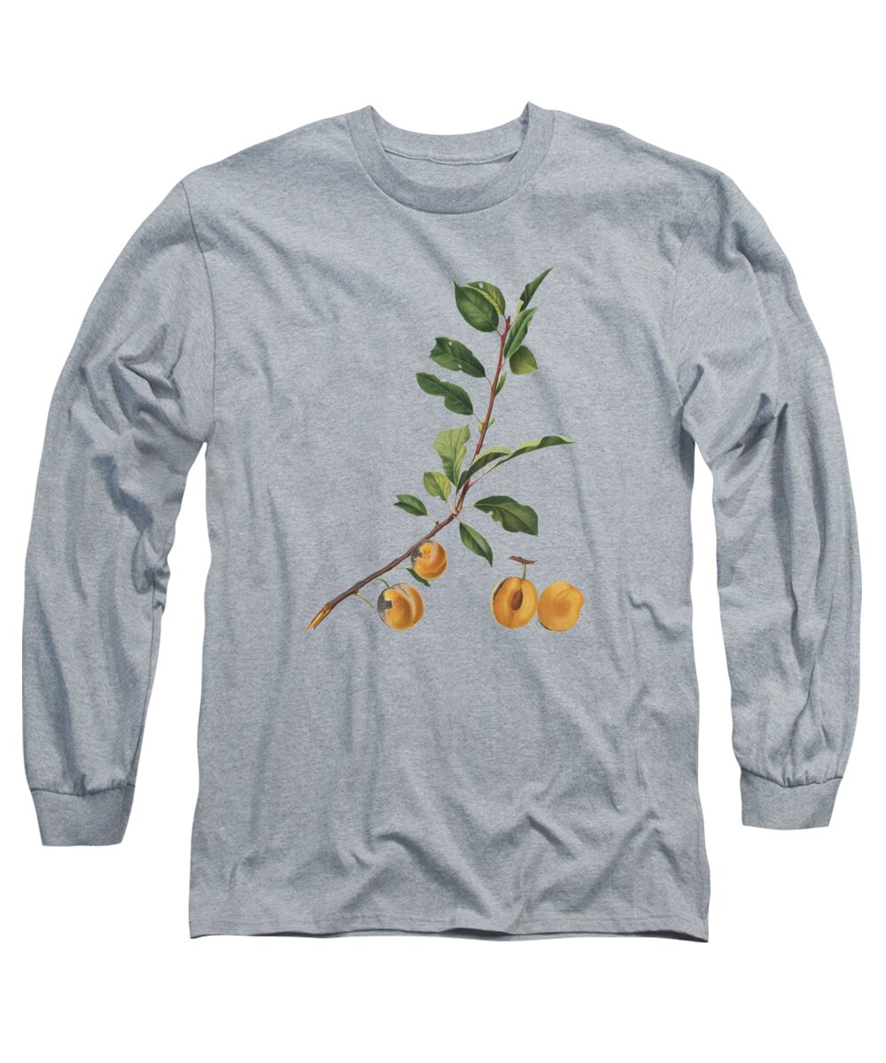 Cityscape Long Sleeve T-Shirt featuring the painting Apricot Pomona  by Celestial Images