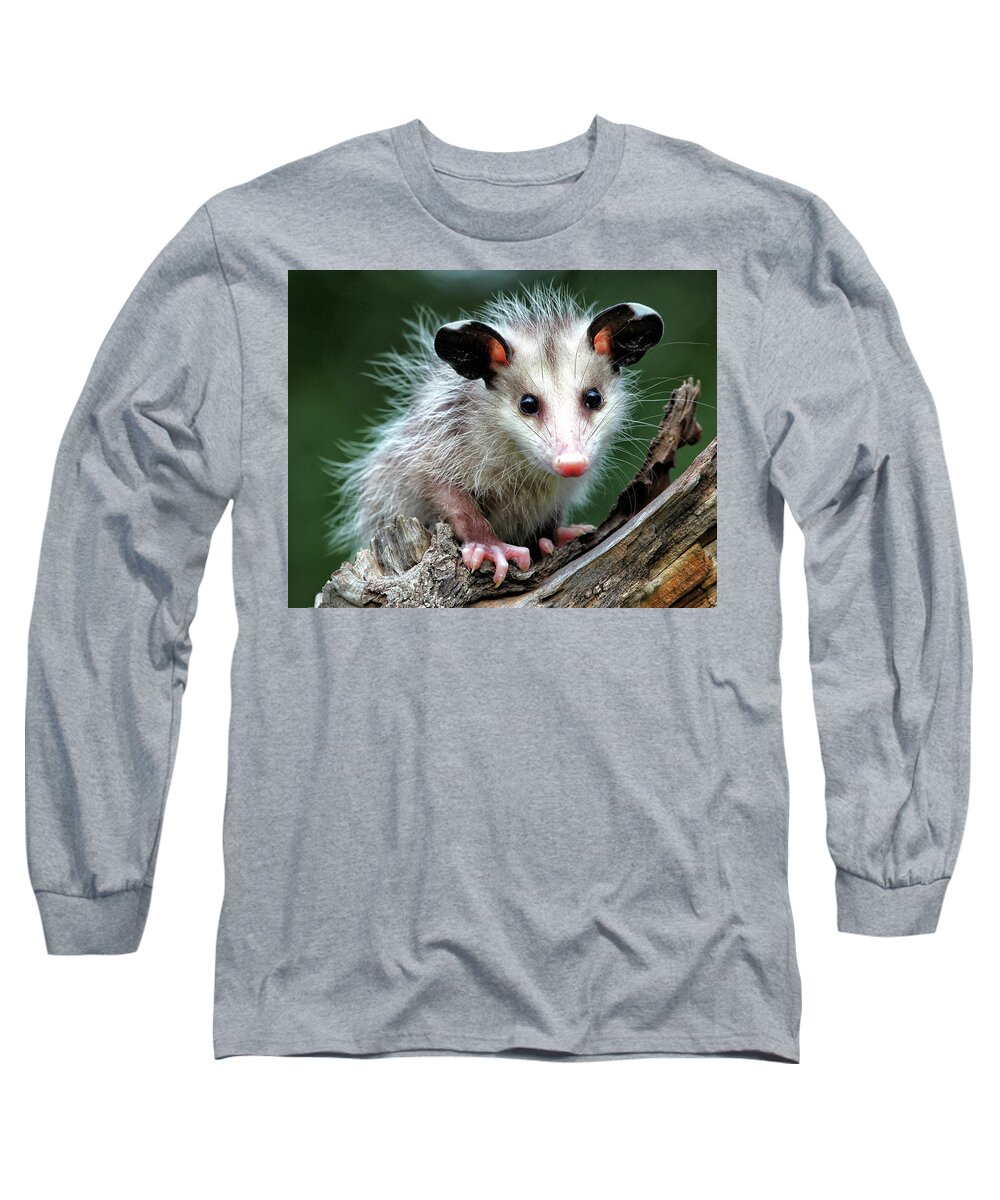  Long Sleeve T-Shirt featuring the photograph Baby Opossum by William Rainey