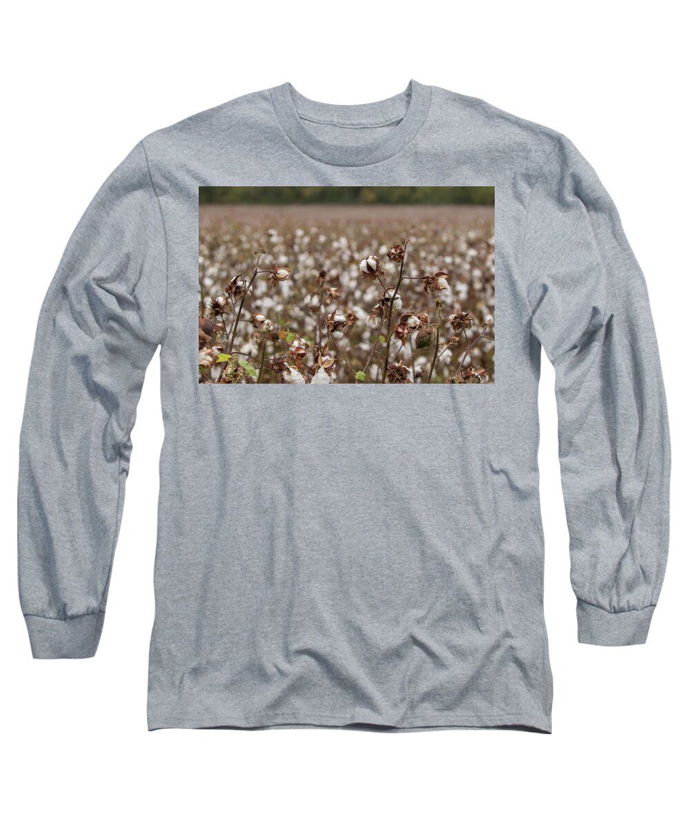 Cotton Field Long Sleeve T-Shirt featuring the photograph Cotton Field by Dorothy Cunningham