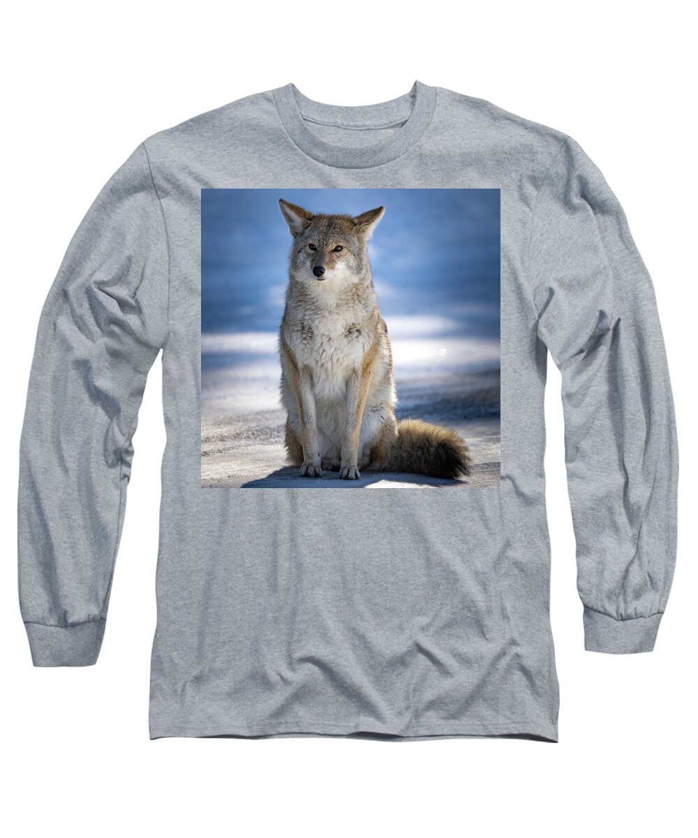 Coyote Long Sleeve T-Shirt featuring the photograph Coyote Sitting in Winter by Wesley Aston