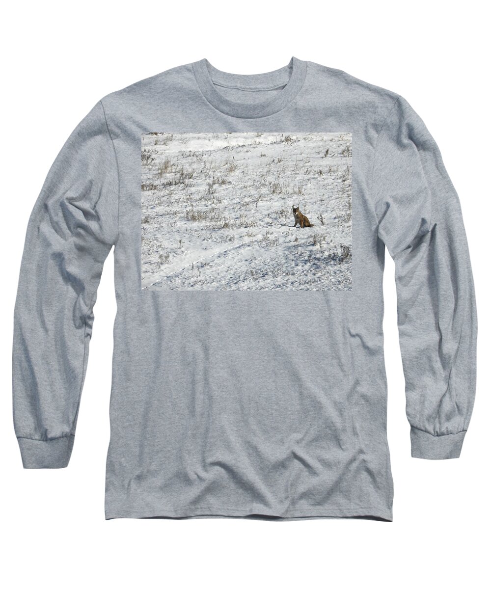 Coyote Long Sleeve T-Shirt featuring the photograph Coyote Watching by Amanda R Wright