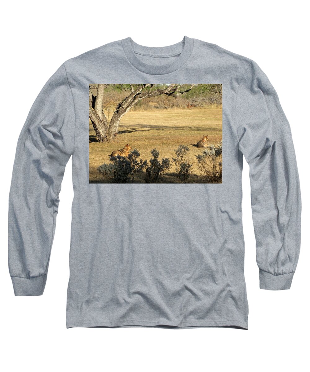 Dogs At The Ranch Long Sleeve T-Shirt featuring the photograph Dogs lounging at the ranch by Don Varney