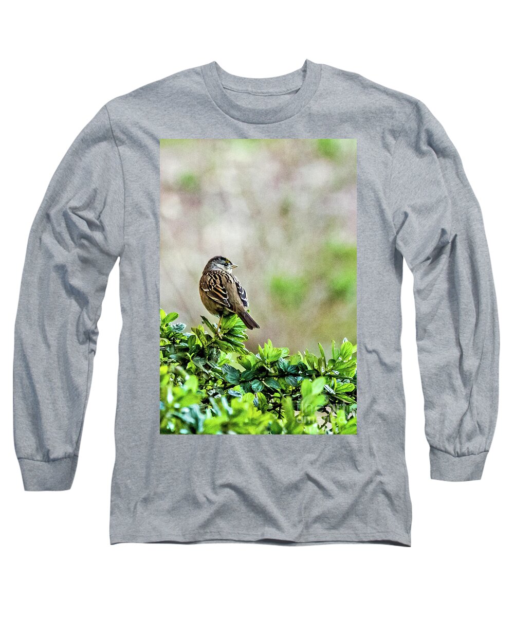 Bird Long Sleeve T-Shirt featuring the photograph Golden-crowned by Kate Brown