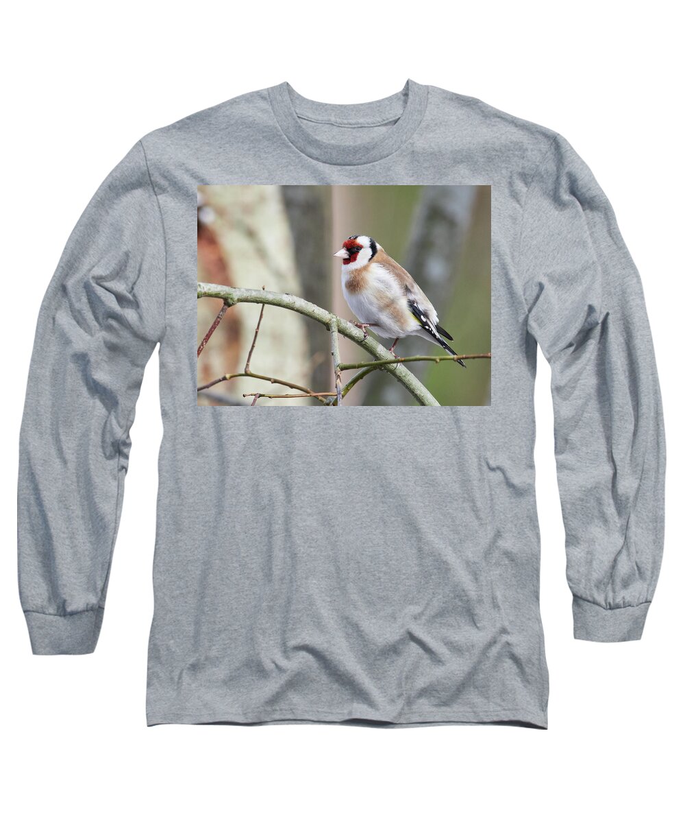 Carduelis Carduelis Long Sleeve T-Shirt featuring the photograph Had a good meal. European goldfinch by Jouko Lehto