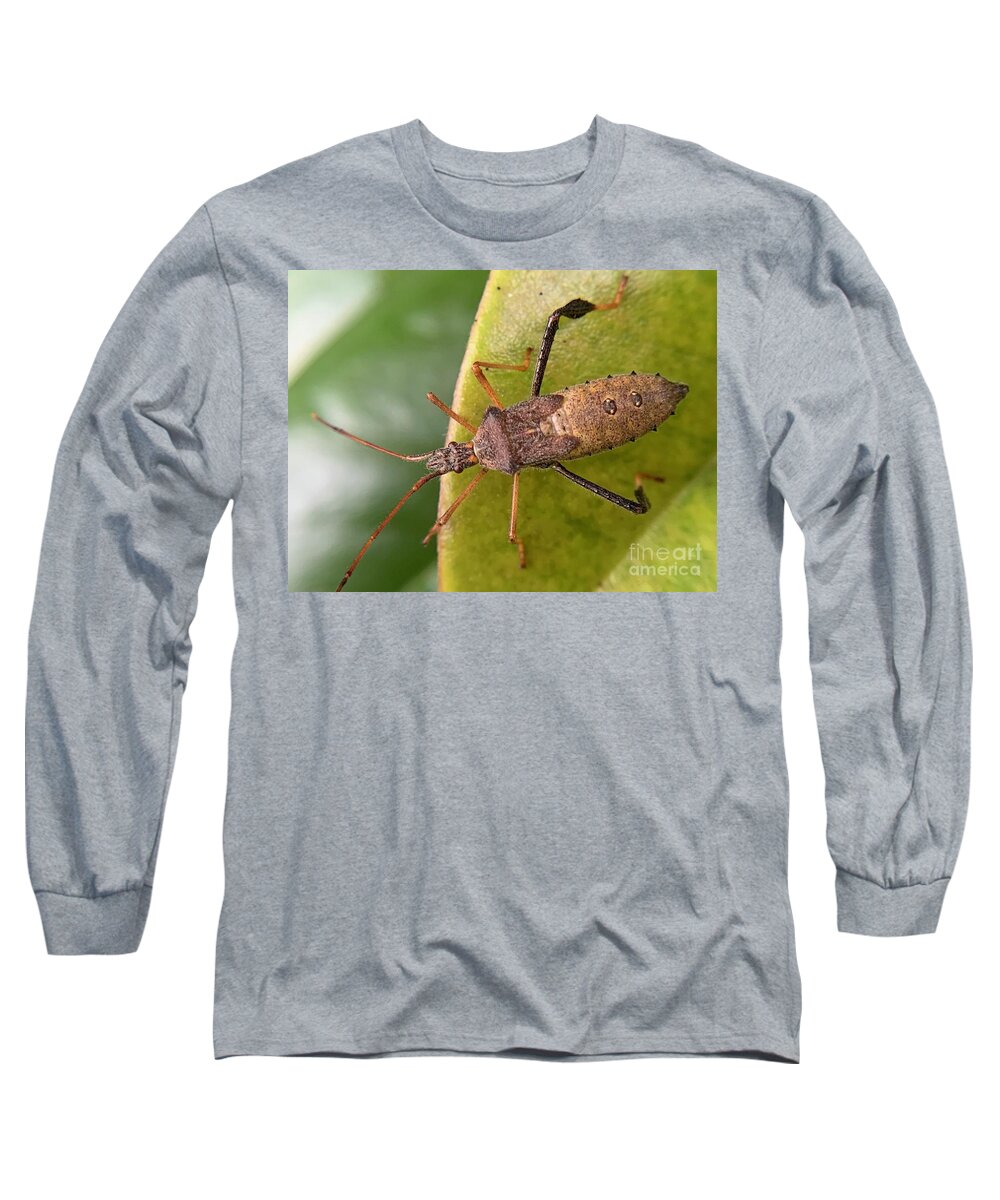 Insect Long Sleeve T-Shirt featuring the photograph Leaf Footed Bug on Magnolia by Catherine Wilson