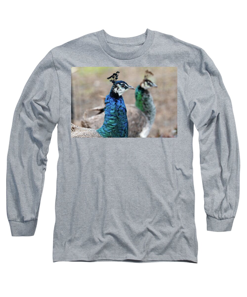 Bronx Zoo Long Sleeve T-Shirt featuring the photograph Mirror Peacocks by Kevin Suttlehan