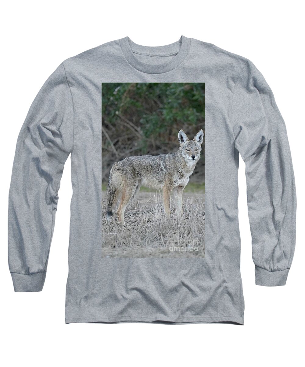 Coyote Long Sleeve T-Shirt featuring the digital art Observant by Tammy Keyes