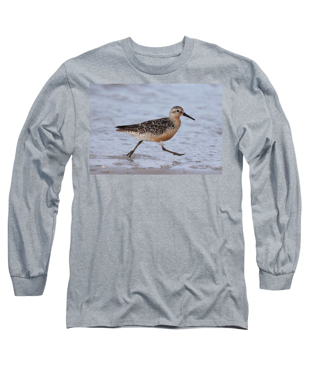 Red Knot Long Sleeve T-Shirt featuring the photograph Red Knot on the Run by Mingming Jiang