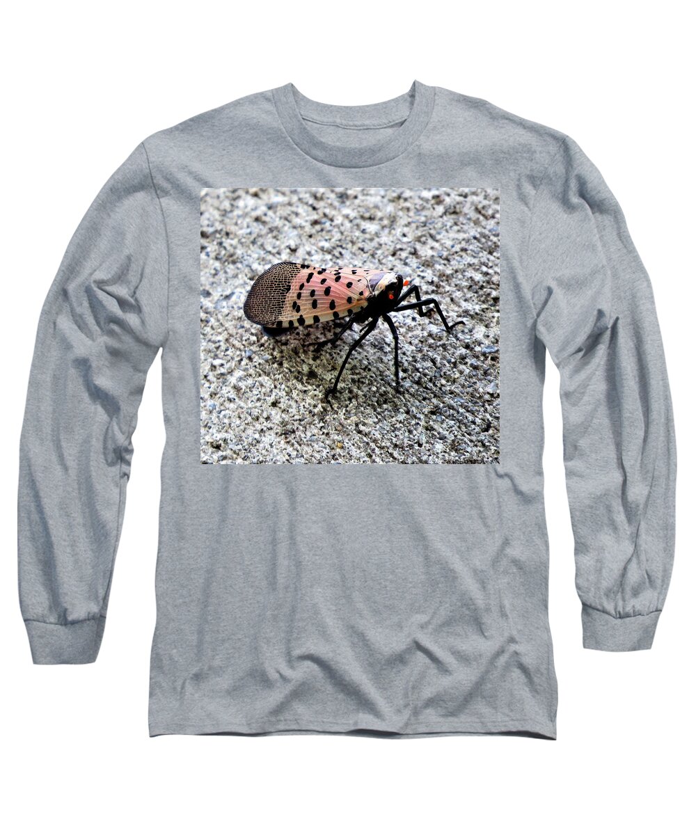 Insects Long Sleeve T-Shirt featuring the photograph Red Spotted Lanternfly Closeup by Linda Stern