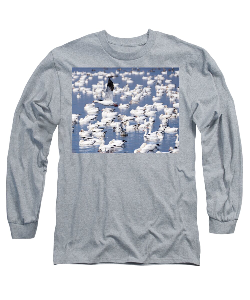 Snow Goose Long Sleeve T-Shirt featuring the photograph Snow Goose over Flock by Flinn Hackett