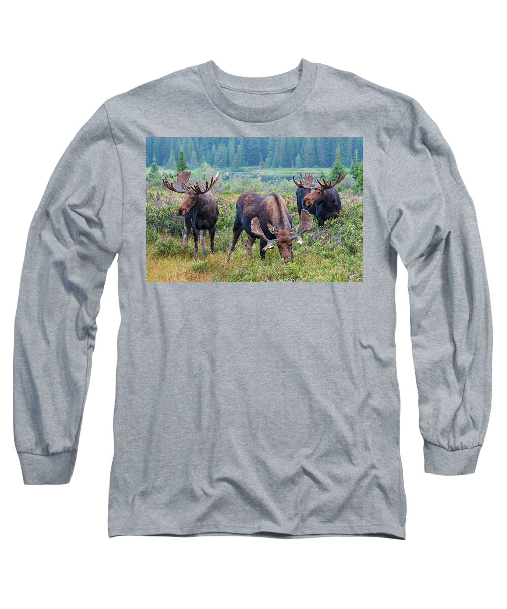 Moose Long Sleeve T-Shirt featuring the photograph Three Mooseketeers 2 by Darlene Bushue