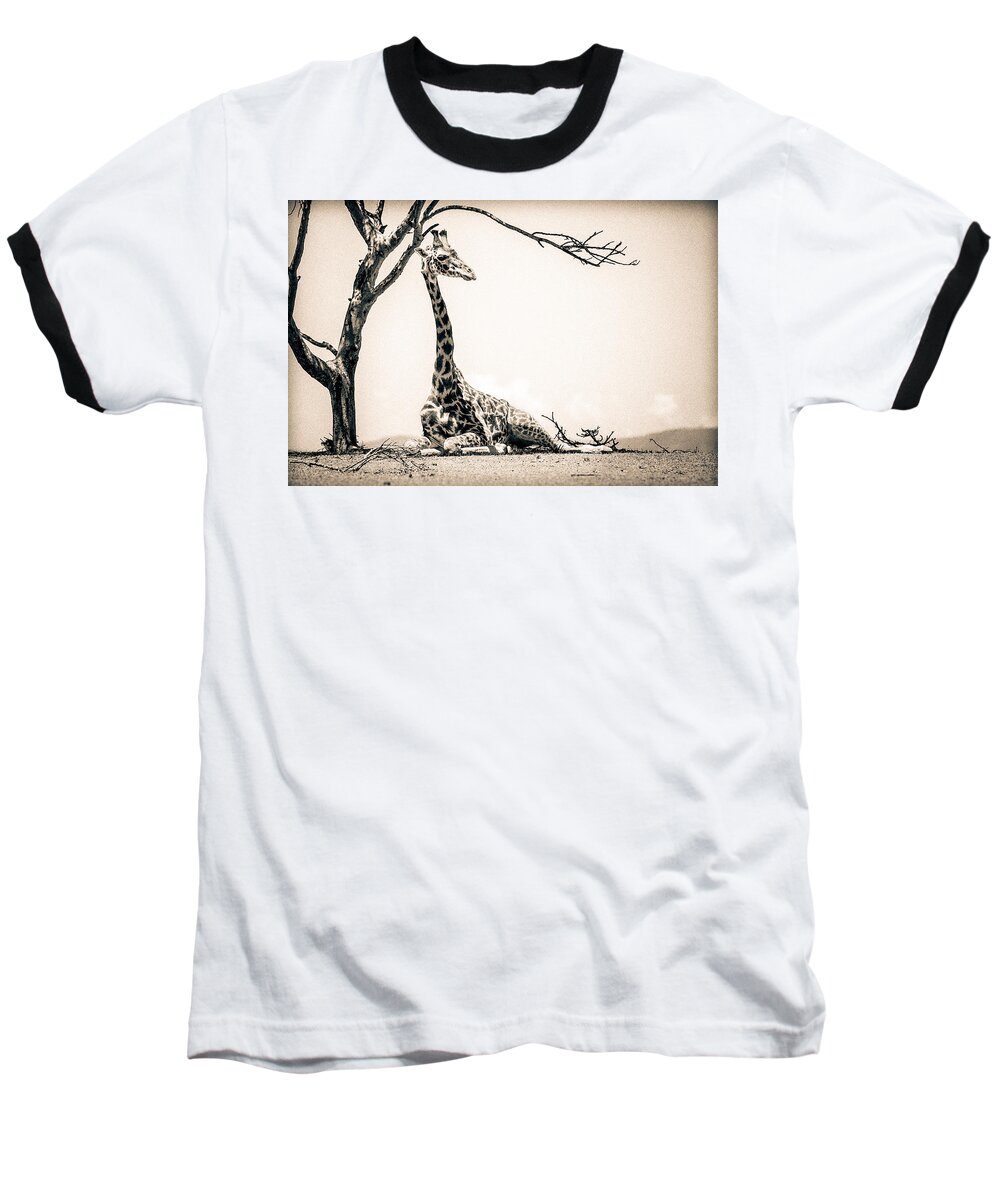 Africa Baseball T-Shirt featuring the photograph Reclining Giraffe Sepia #1 by Mike Gaudaur
