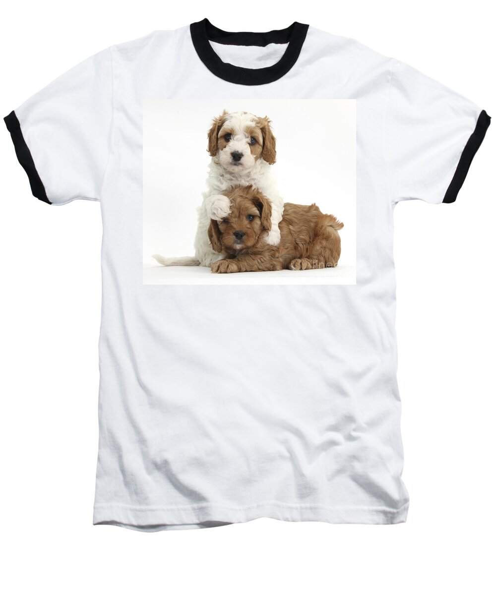 Red-and-white Cavapoo Puppies Baseball T-Shirt featuring the photograph Cavapoo Puppies Hugging #2 by Mark Taylor