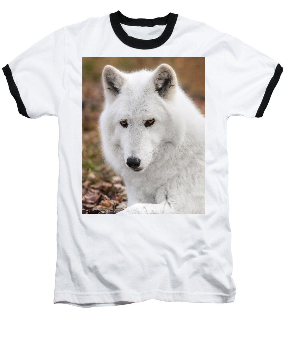 British Columbian Wolfs Baseball T-Shirt featuring the photograph Arctic wolf by Eduard Moldoveanu