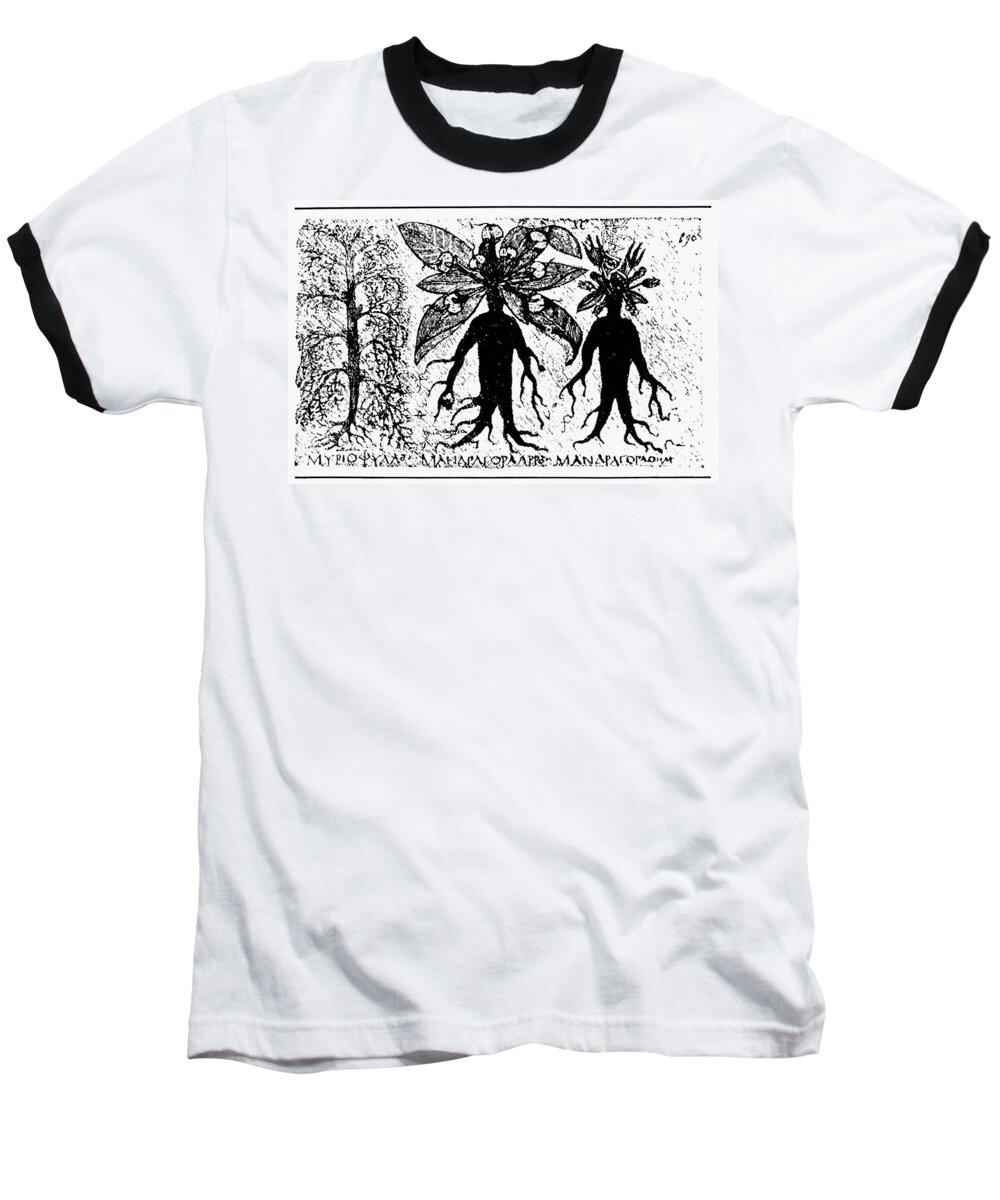 8th Century Baseball T-Shirt featuring the drawing Botany Mandrake, 700 by Granger