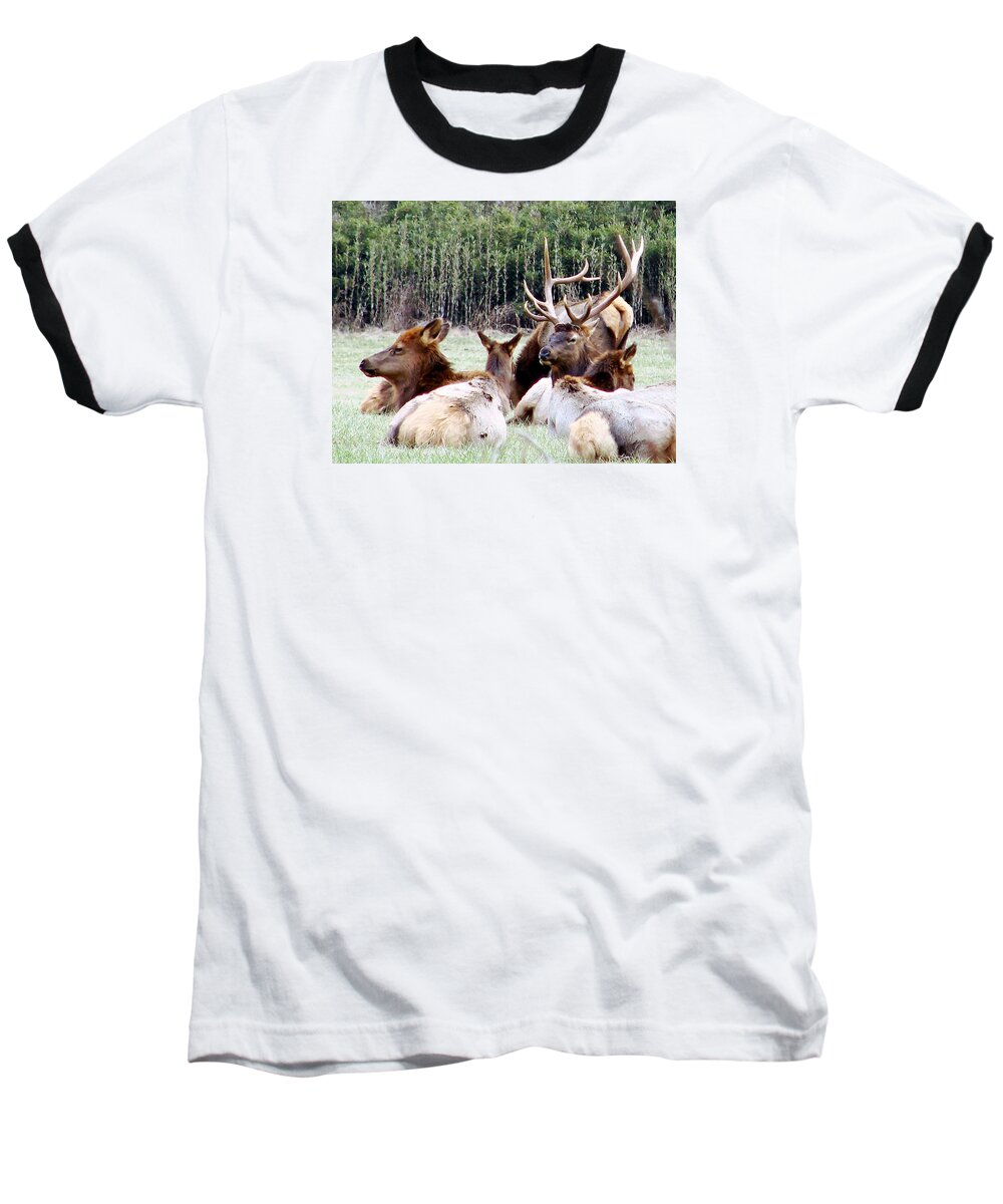 Elk Baseball T-Shirt featuring the photograph Bull Elk and his girls 2 by Mary Halpin