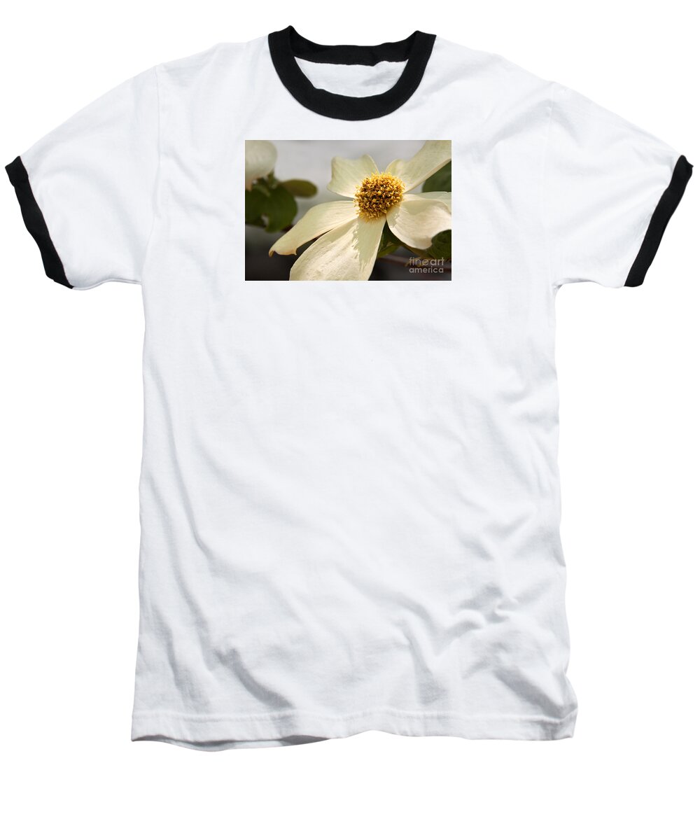 California Baseball T-Shirt featuring the photograph Dogwood Bloom by Alice Cahill