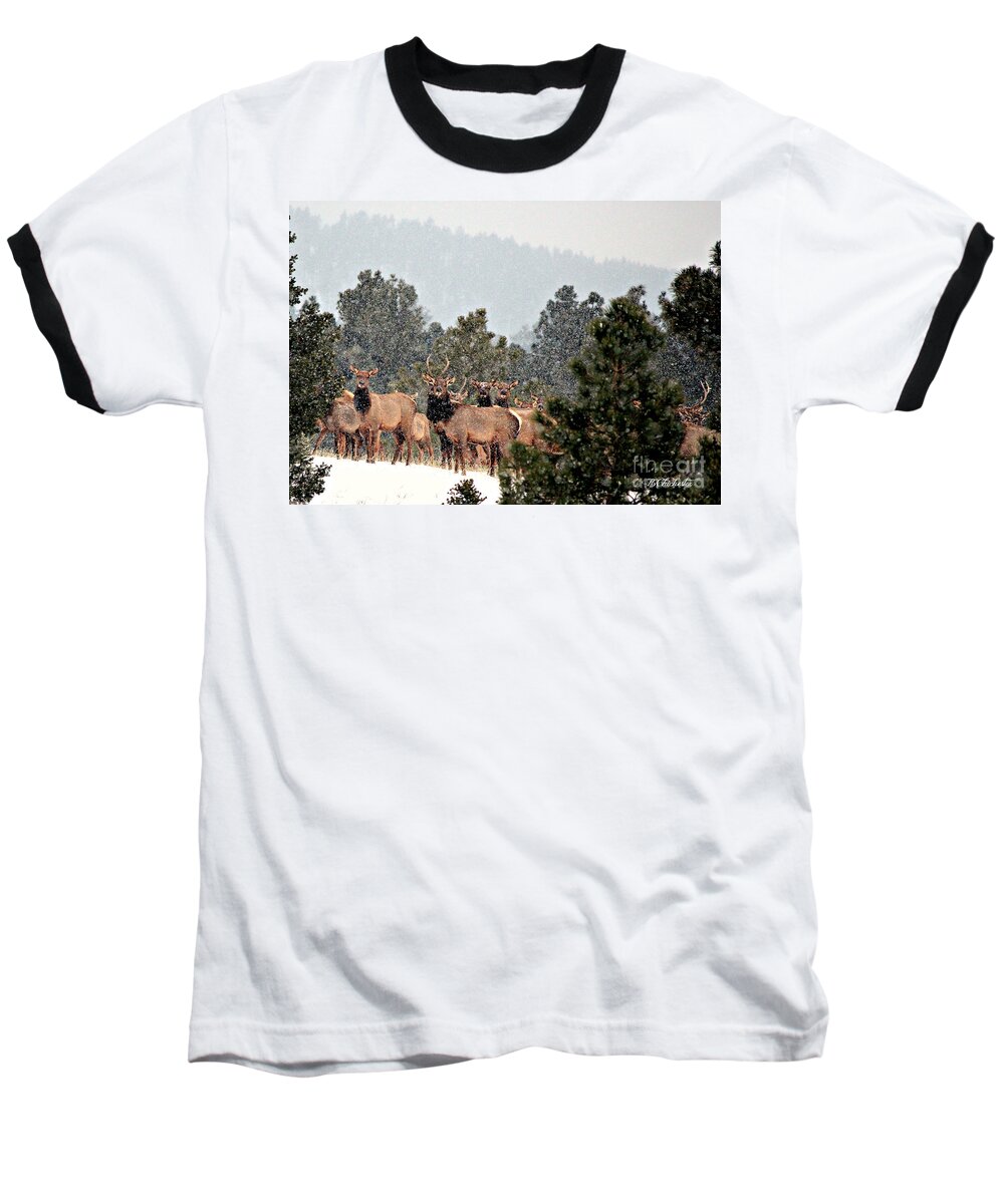 Elk Baseball T-Shirt featuring the photograph Elk in the Snowing Open by Barbara Chichester