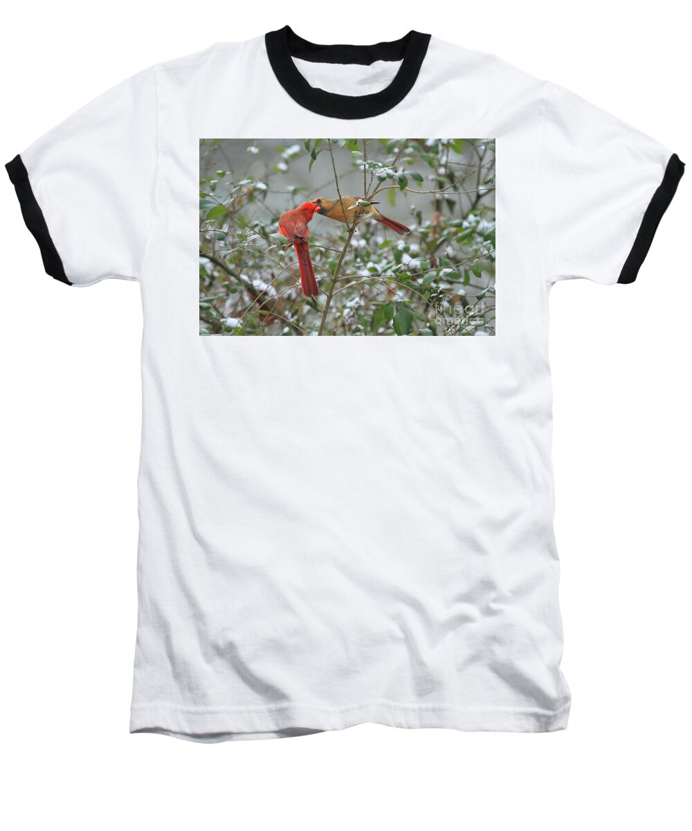 Cardinals Baseball T-Shirt featuring the photograph Feeding Cardinals by Geraldine DeBoer