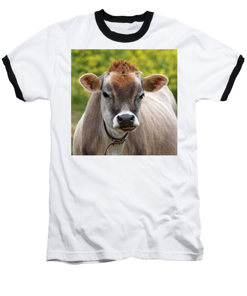 Jersey Cow Baseball T-Shirt featuring the photograph Funny Jersey Cow -Square by Gill Billington