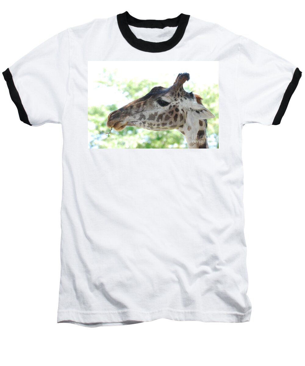 Giraffe Baseball T-Shirt featuring the photograph Giraffe Chewing on a Tree Branch by DejaVu Designs