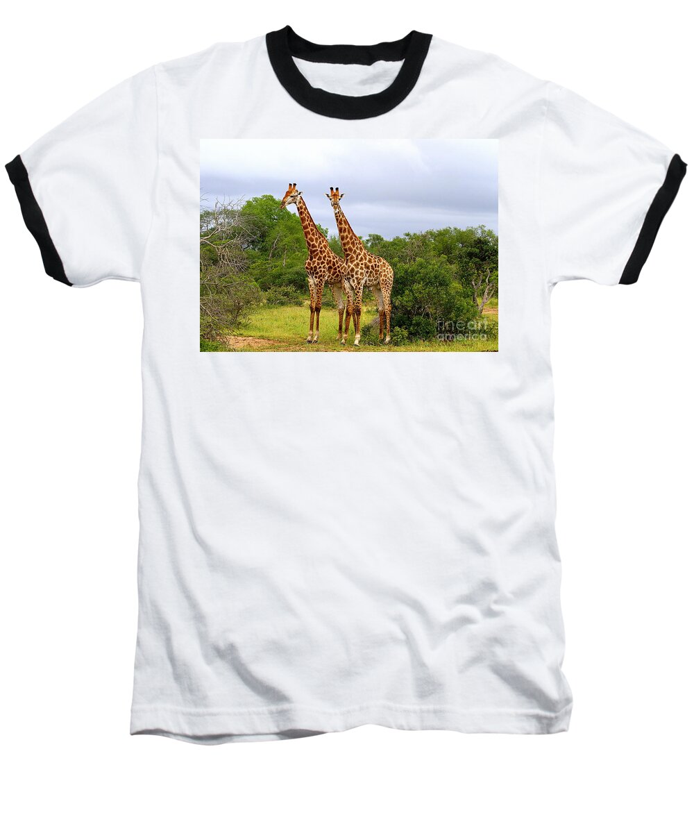 Giraffe Baseball T-Shirt featuring the photograph Giraffe Males Before The Storm by Catherine Sherman