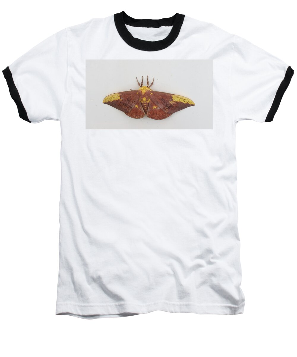 Natrue Baseball T-Shirt featuring the photograph Magnificent Moth by Fortunate Findings Shirley Dickerson