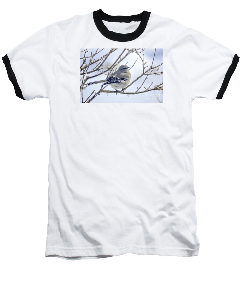 Tree Branches Baseball T-Shirt featuring the photograph Mockingbird on Ice by Lynellen Nielsen