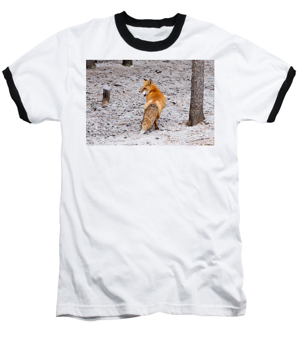 Animal Baseball T-Shirt featuring the photograph Red Fox Egg Thief by John Wadleigh