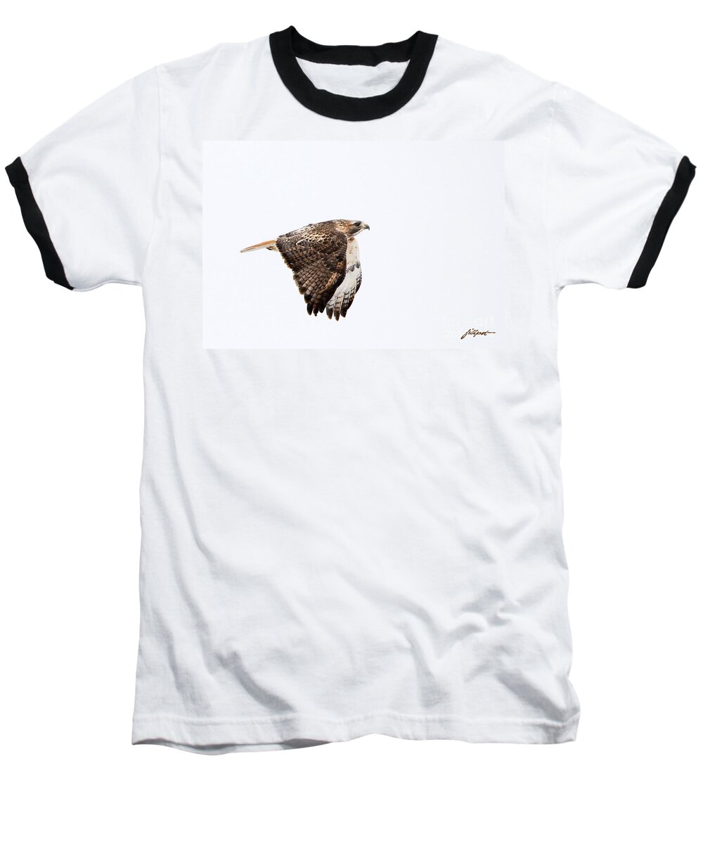 Red Tail Hawk Baseball T-Shirt featuring the photograph Red Tail in flight by Bon and Jim Fillpot
