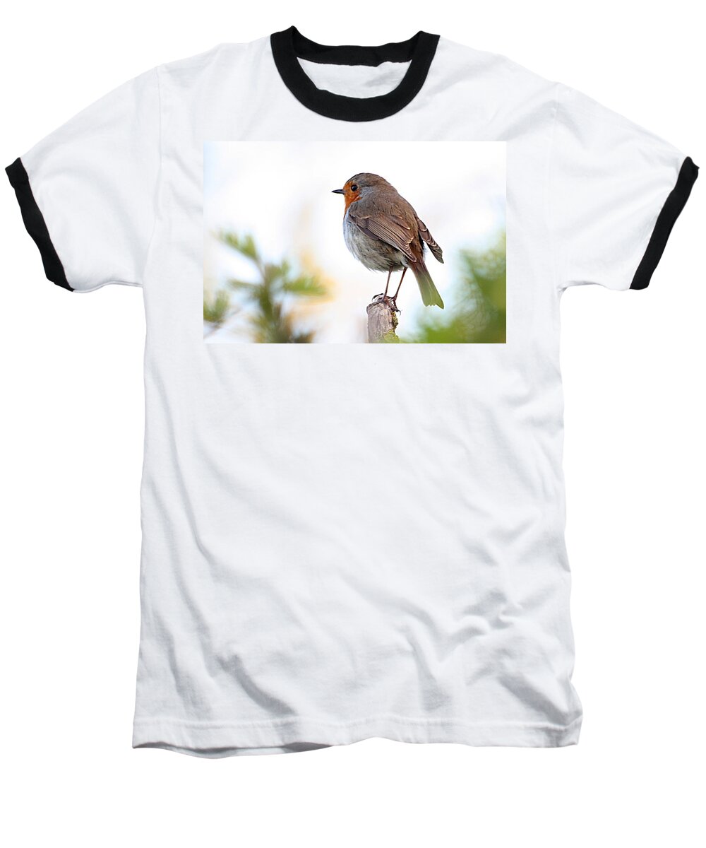 Canon Baseball T-Shirt featuring the photograph Robin on a Pole by Jeremy Hayden