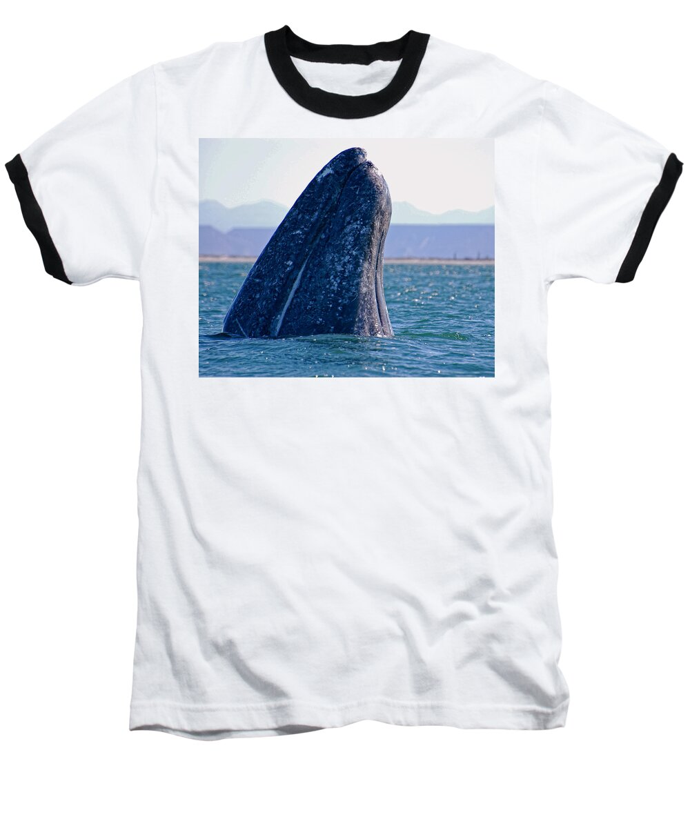 Whale Baseball T-Shirt featuring the photograph Spyhopping by Don Schwartz