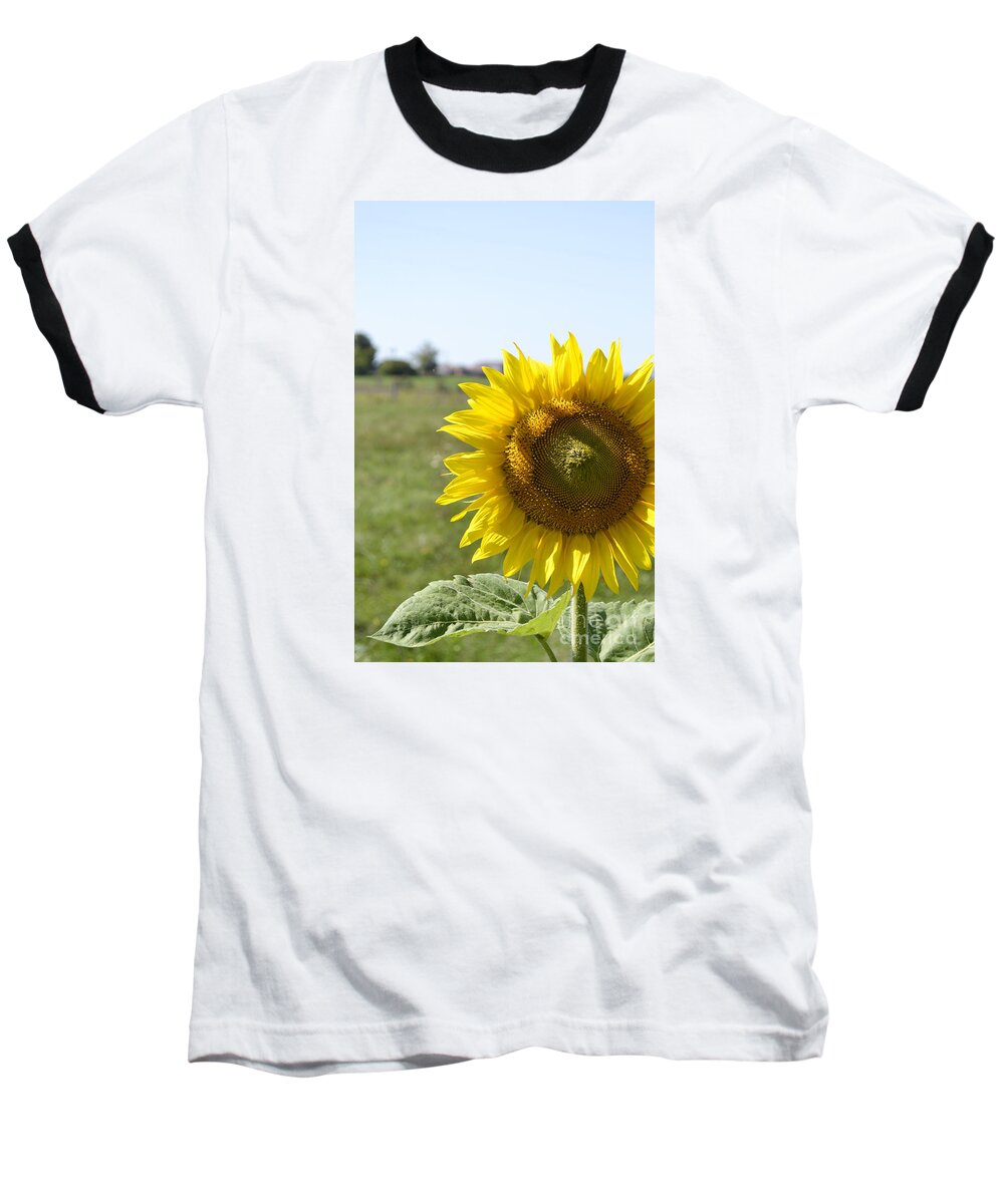 Yellow. Golder Baseball T-Shirt featuring the photograph Summer Lovin by Traci Cottingham
