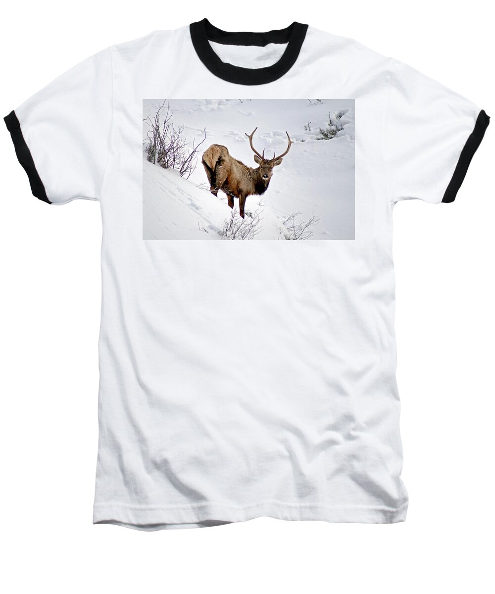 Colorado Baseball T-Shirt featuring the photograph Surviving by Jeremy Rhoades