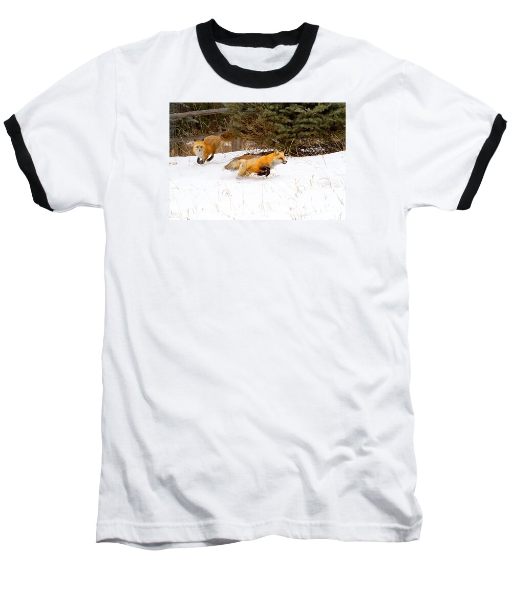 Red Fox Photograph; Red Fox Chase Photograph; Red Fox Chase Canvas Print Baseball T-Shirt featuring the photograph The Race is On by Jim Garrison